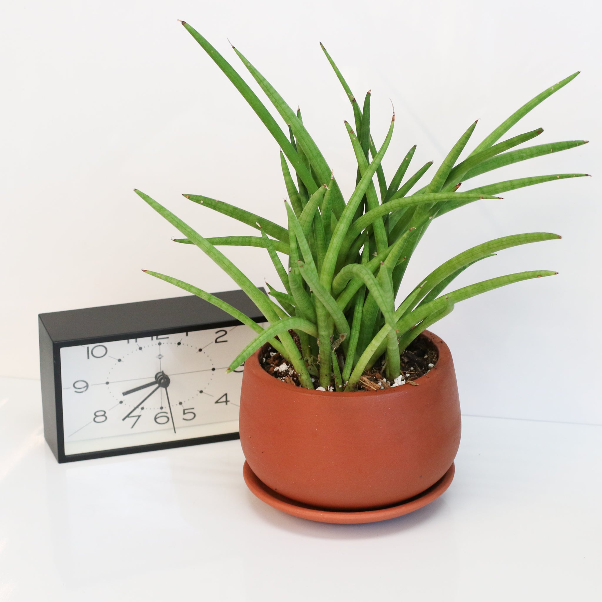 Sansevieria Cylindrica Snake Plant