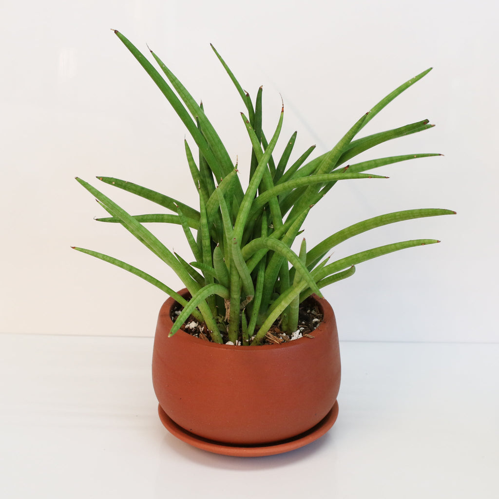 Sansevieria Cylindrica Snake Plant