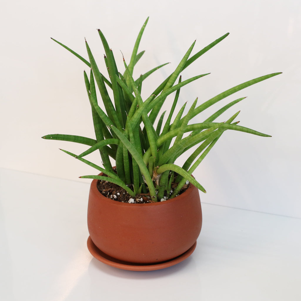 Sansevieria Cylindrica Snake Plant