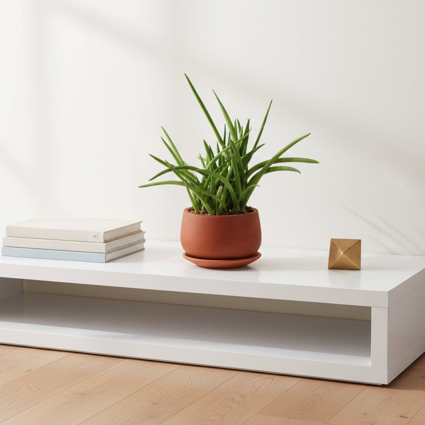 Sansevieria Cylindrica Snake Plant