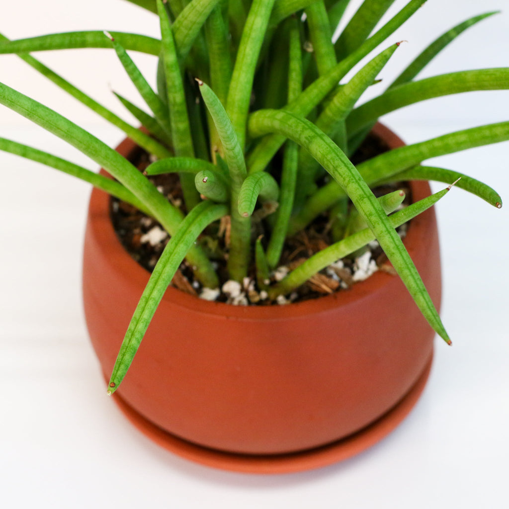 Sansevieria Cylindrica Snake Plant