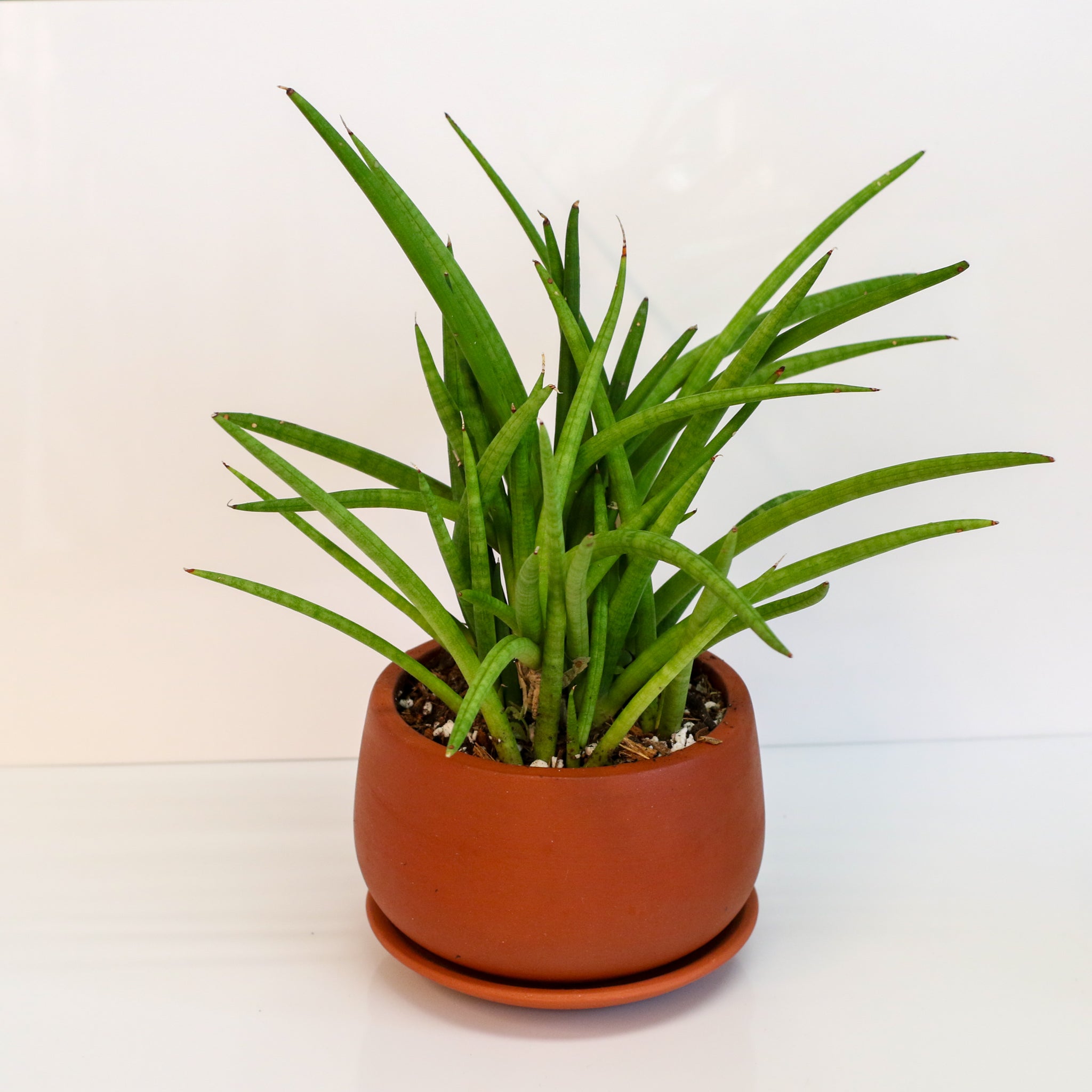 Sansevieria Cylindrica Snake Plant