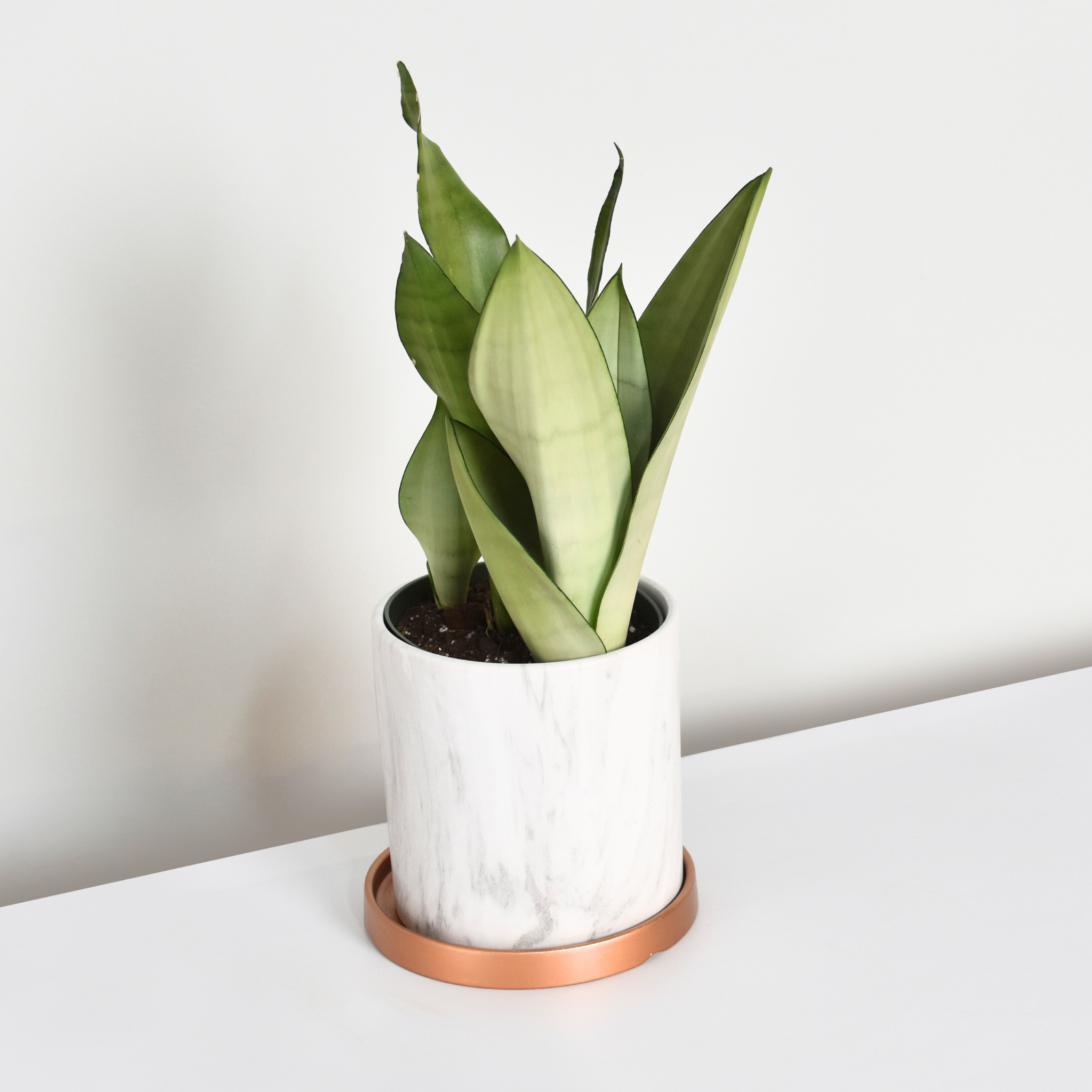 Silver Moonshine Sansevieria Snake Plant