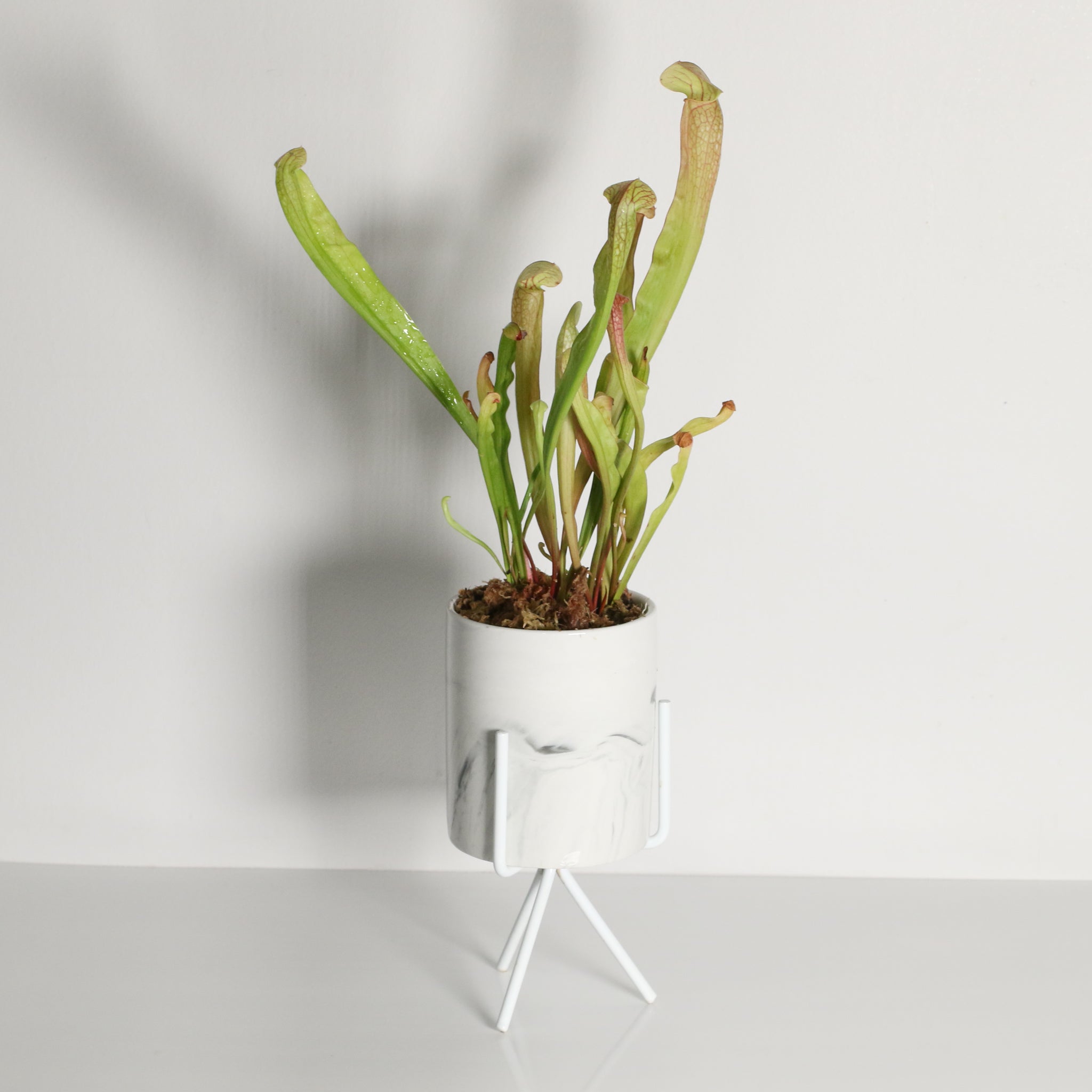 Sarracenia BUG BAT Trumpet Pitcher Carnivorous Plant