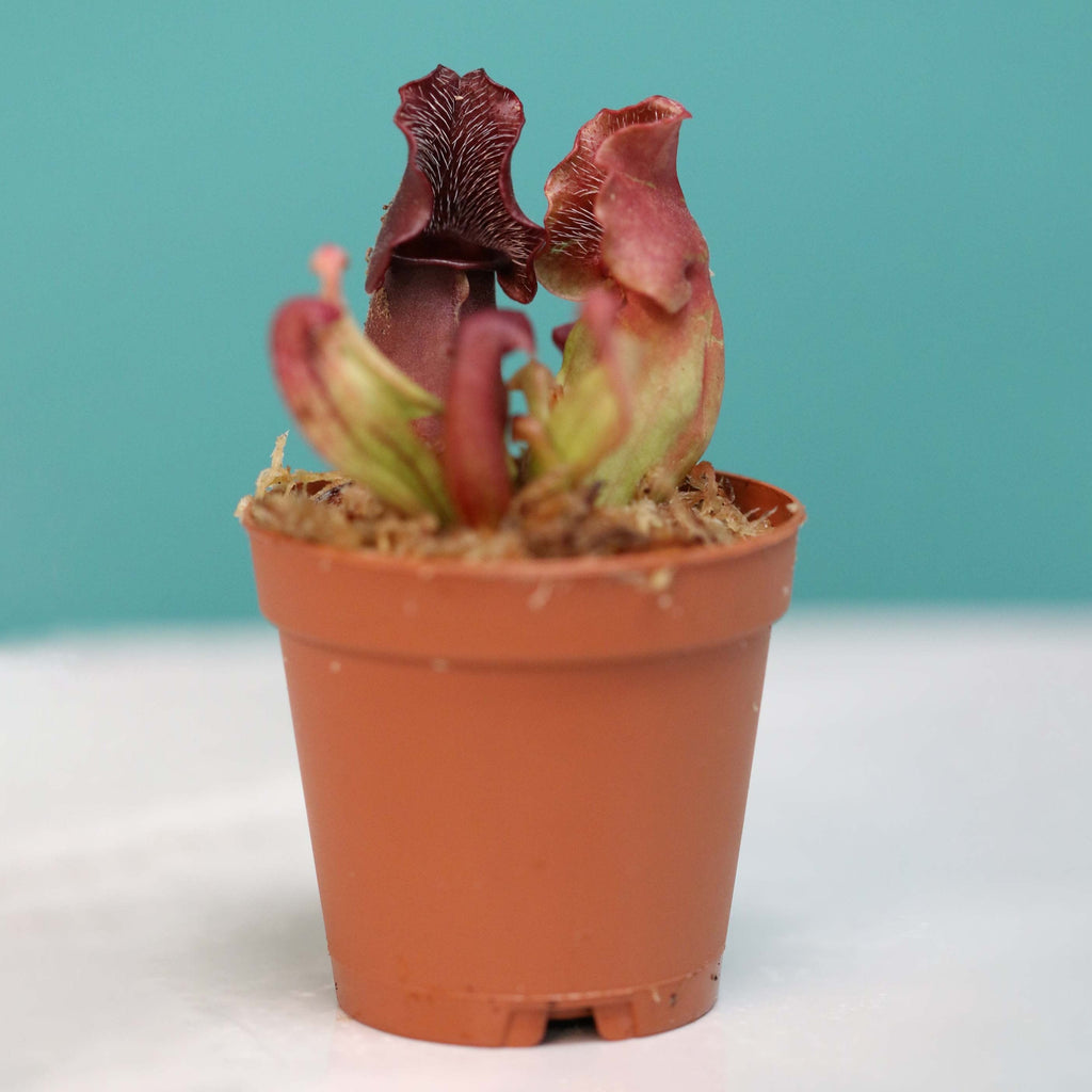 Sarracenia Purpurea 'Venosa Red' Carnivorous Plant