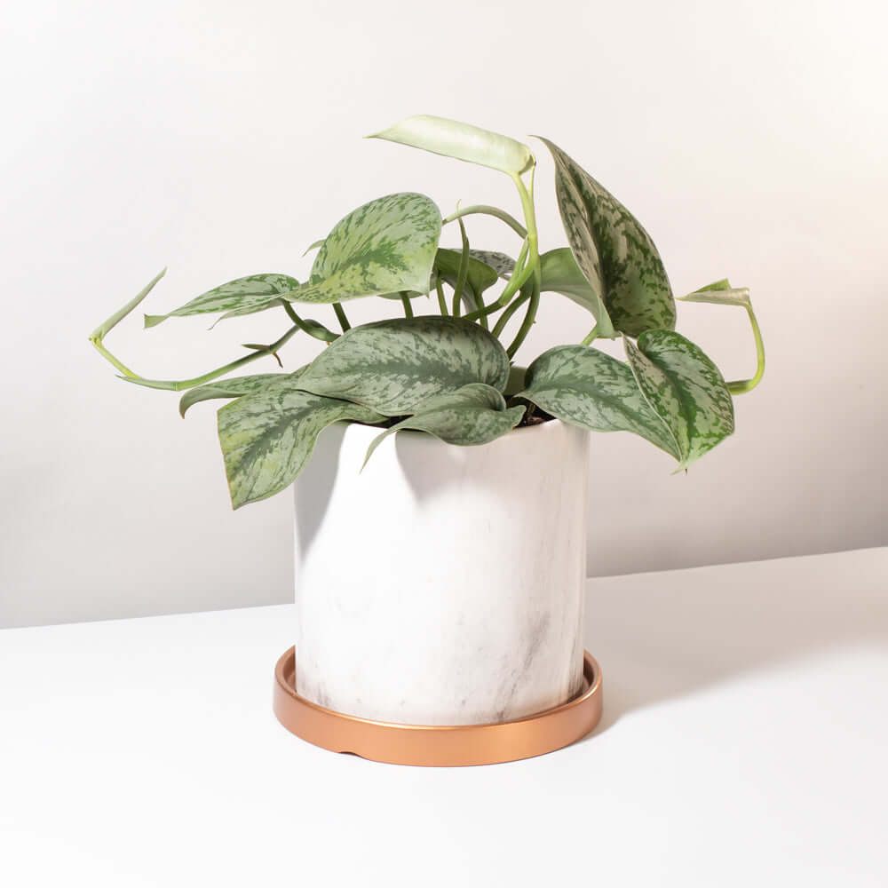 Scindapsus Exotica – Silver Satin Pothos