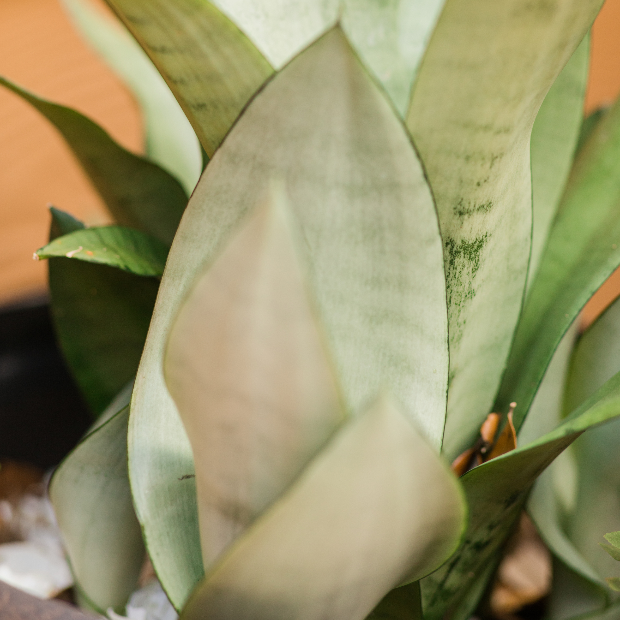 Silver Moonshine Sansevieria Snake Plant