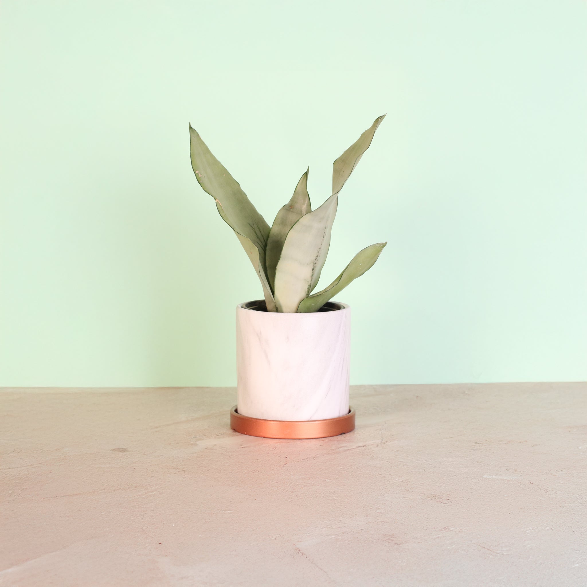 Silver Moonshine Sansevieria Snake Plant