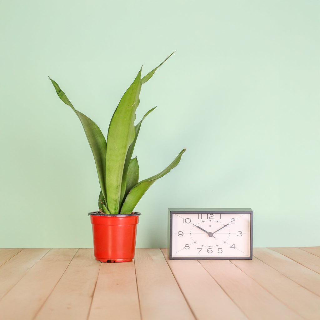 Silver Moonshine Sansevieria Snake Plant