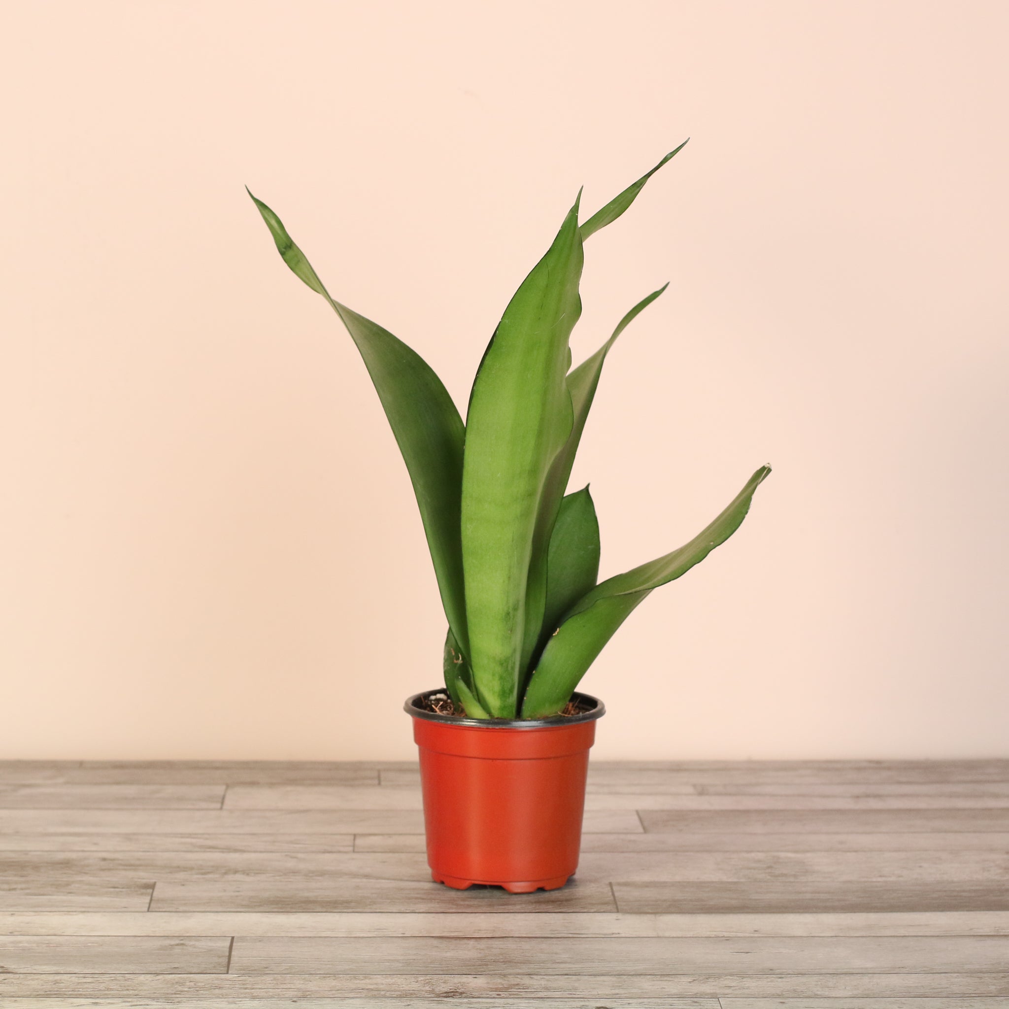 Silver Moonshine Sansevieria Snake Plant