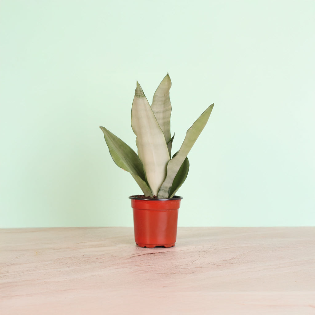 Silver Moonshine Sansevieria Snake Plant