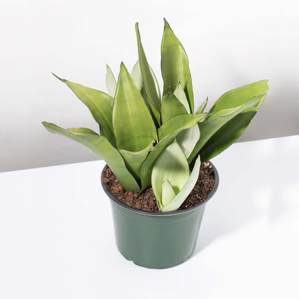 Silver Moonshine Sansevieria Snake Plant
