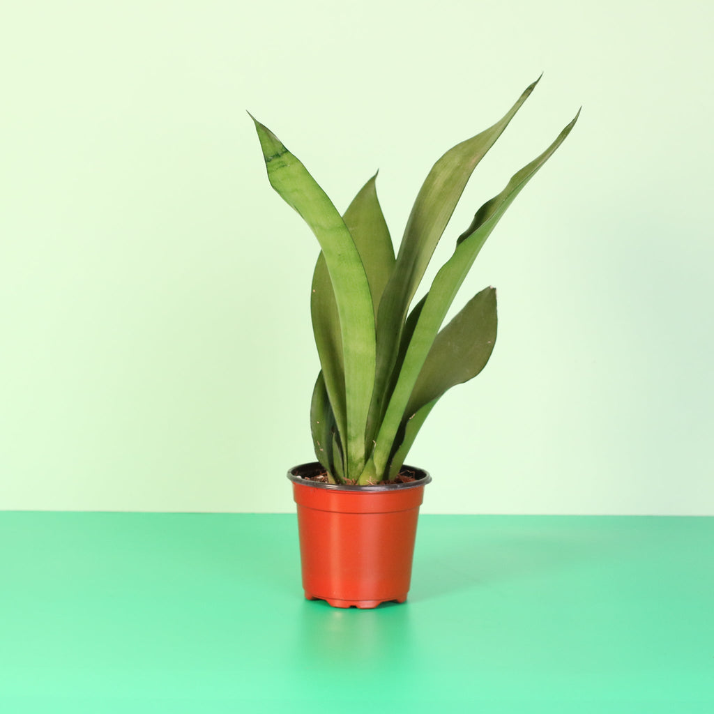 Silver Moonshine Sansevieria Snake Plant