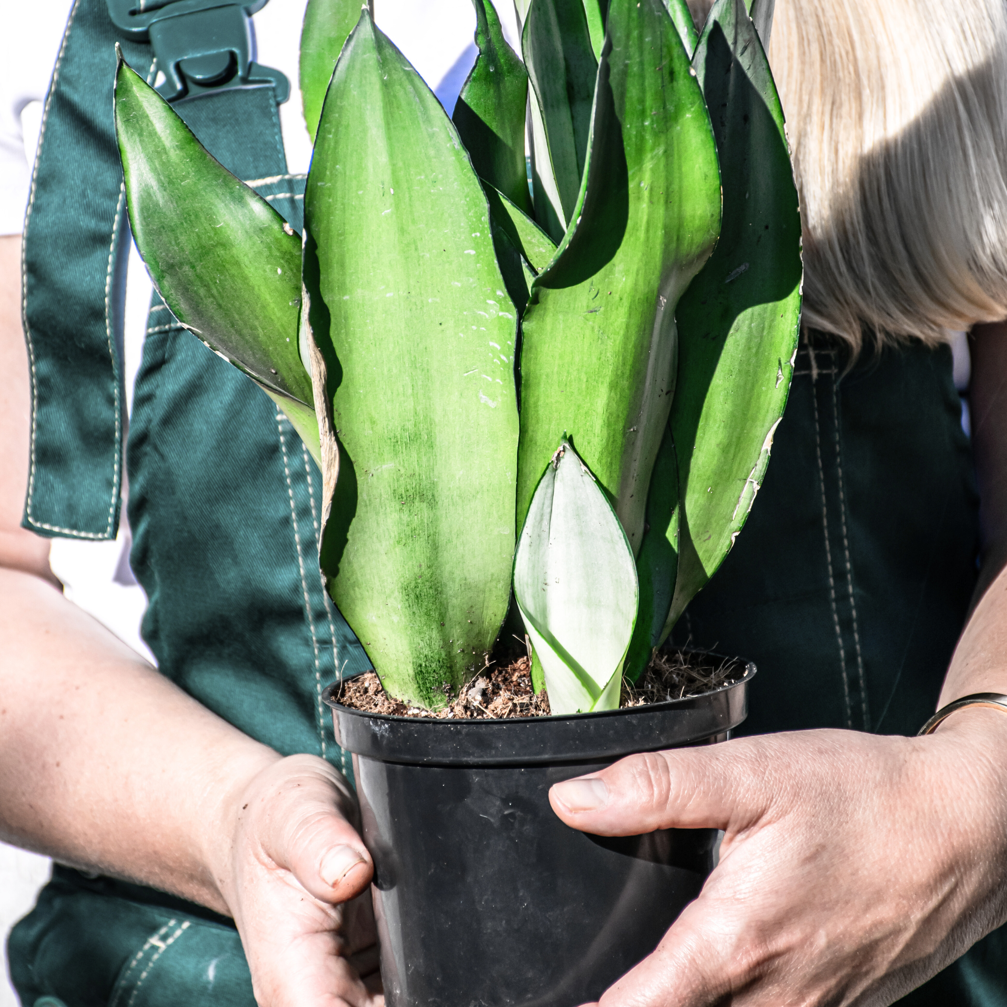 Silver Moonshine Sansevieria Snake Plant