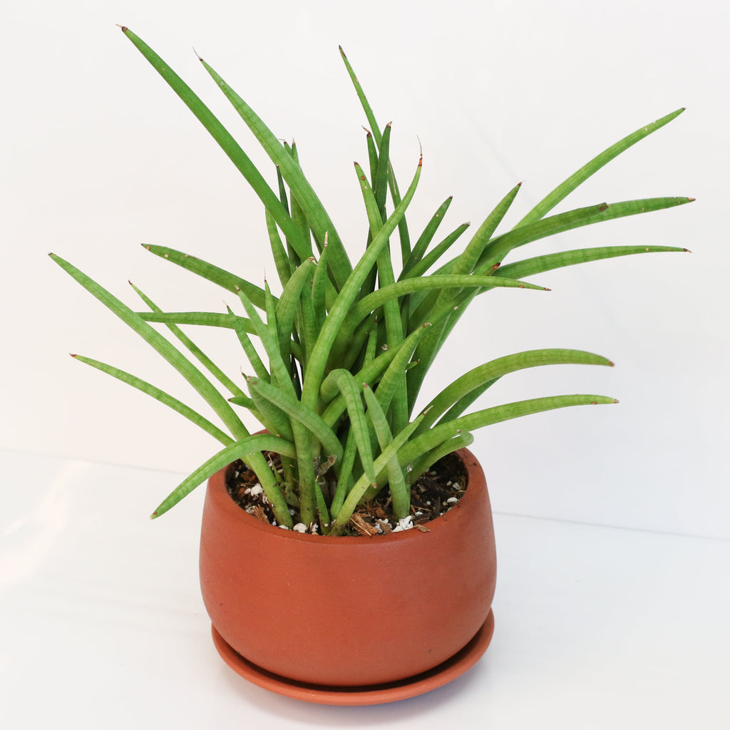 Sansevieria Cylindrica Snake Plant