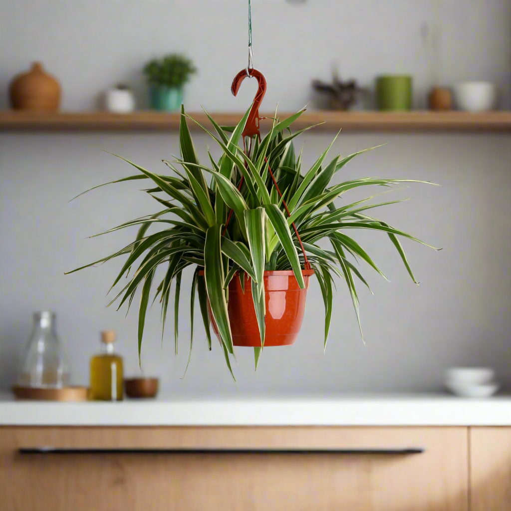 Spider Hardy Plant