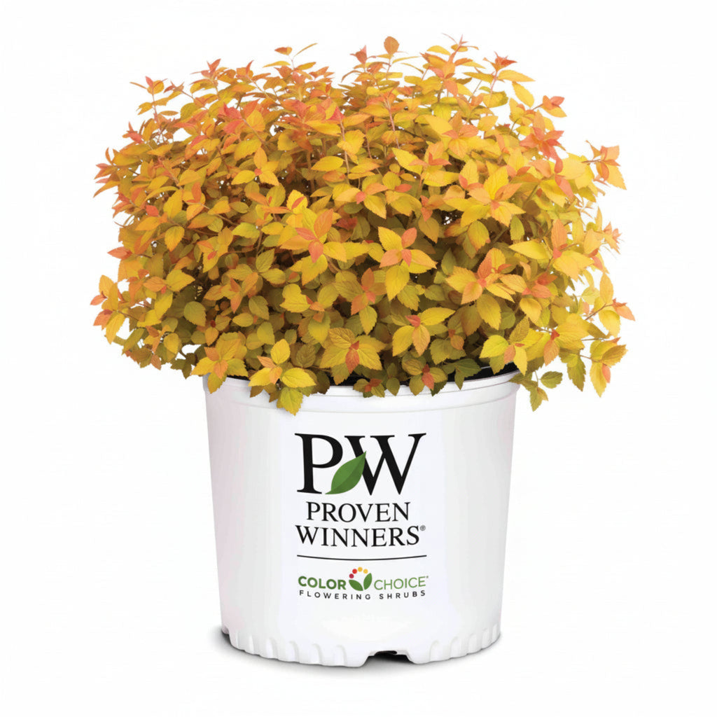 Double Play® Candy Corn® Spiraea