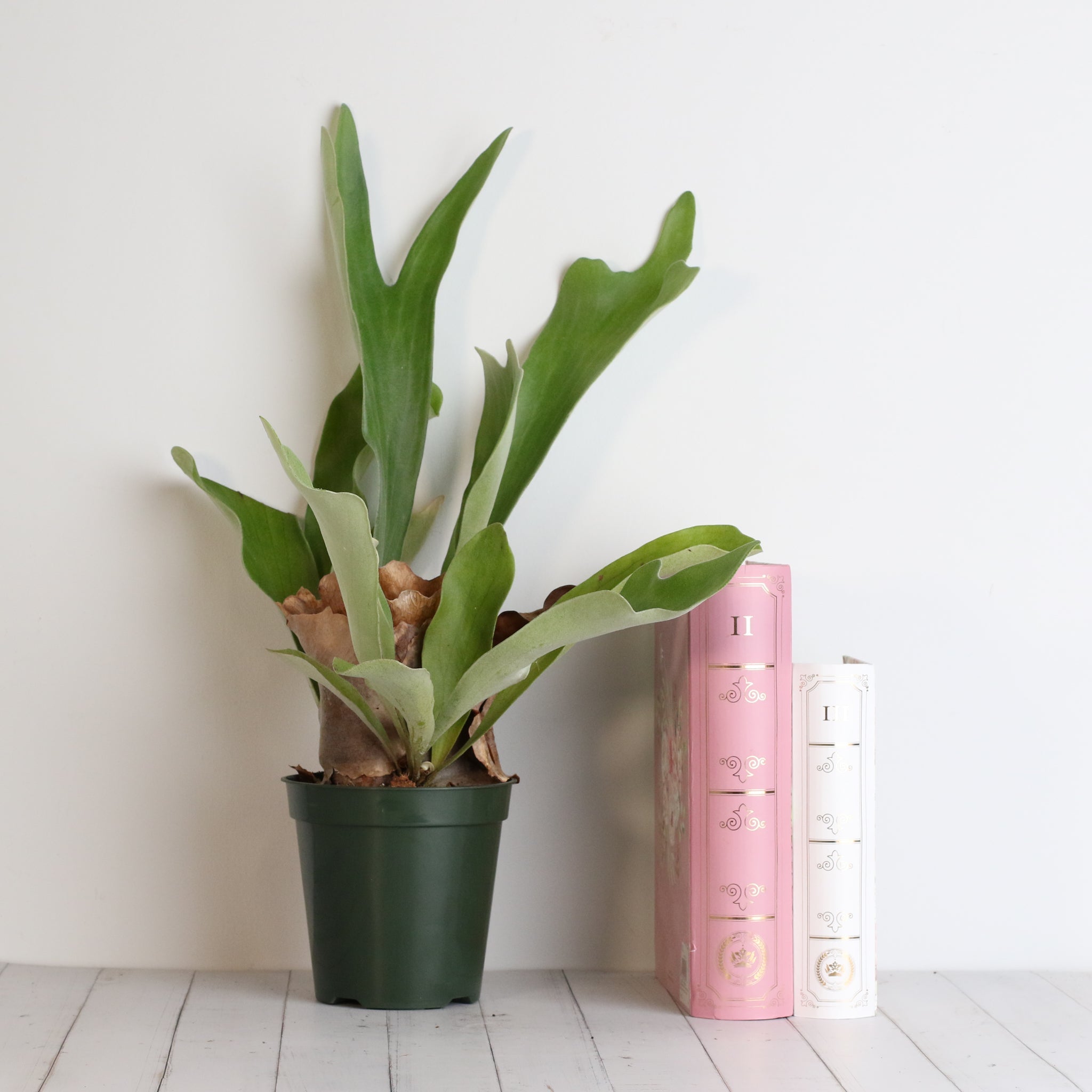 Staghorn Fern – Platycerium bifurcatum 'Elkhorn’