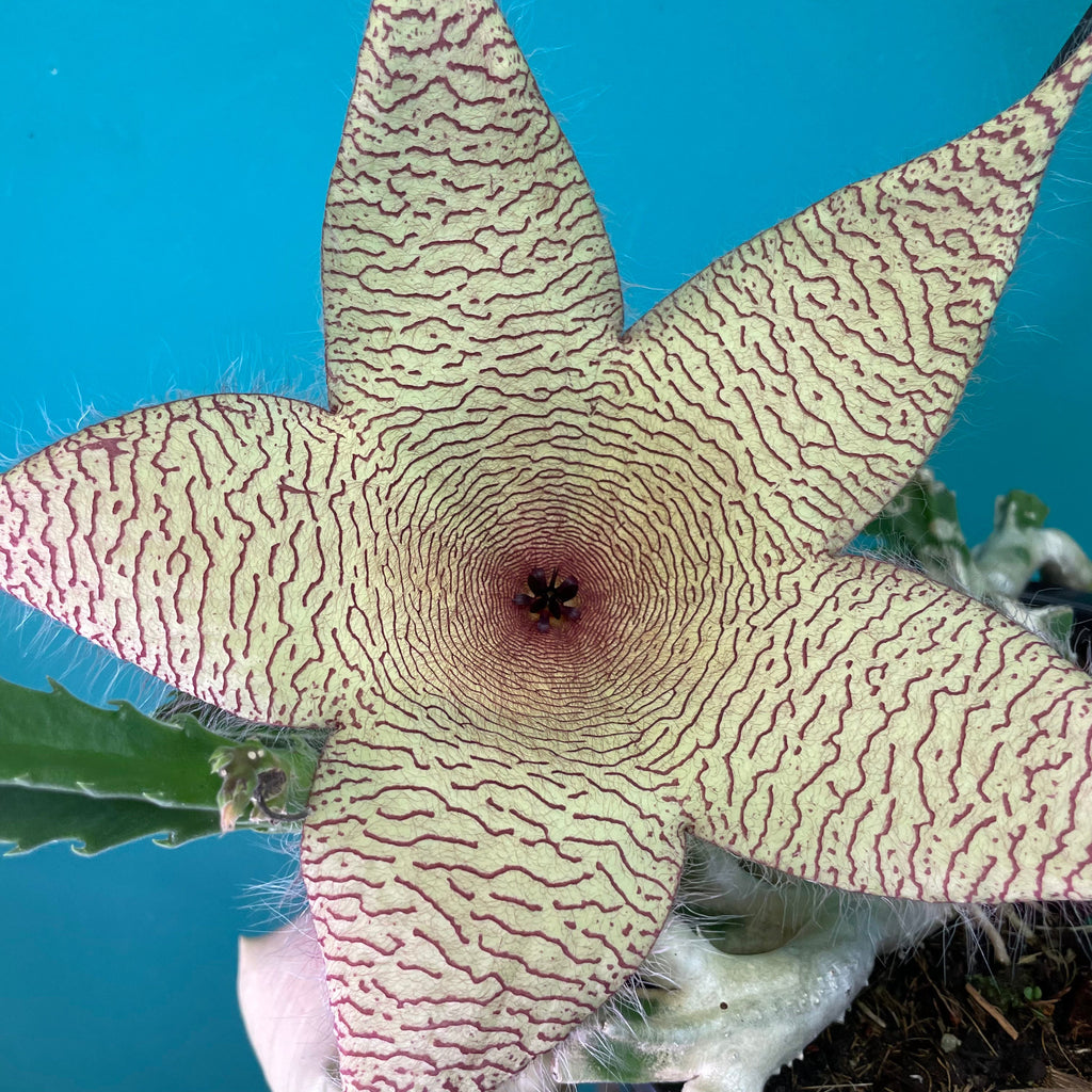 Stapelia Gigantea — Zulu Giant Starfish Succulent