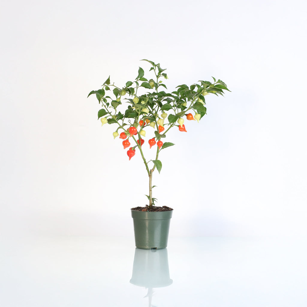 Sweety Drop Pepper Pimenta Biquinho Little Beak Pepper Plant