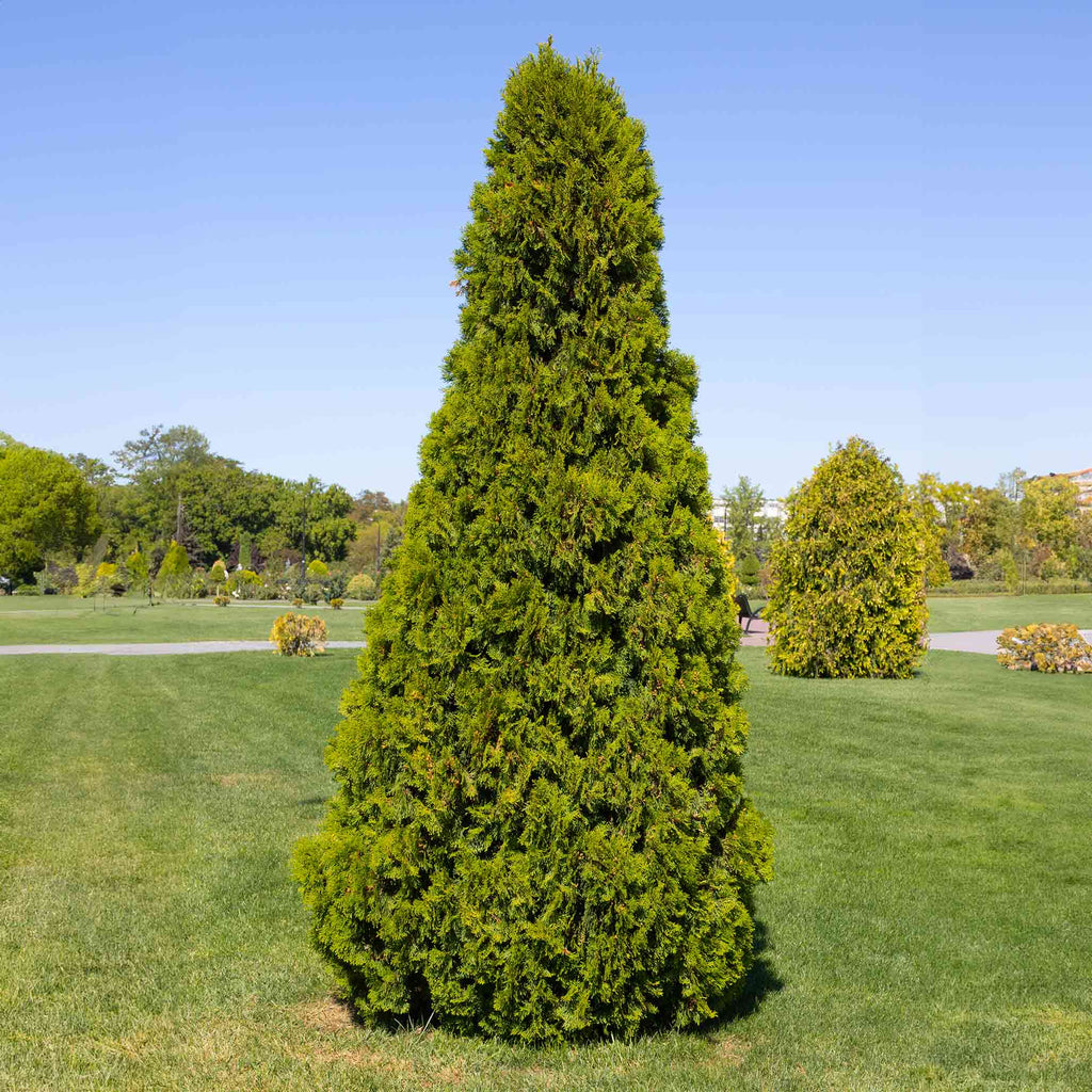 Thuja Virginian™ Arborvitae
