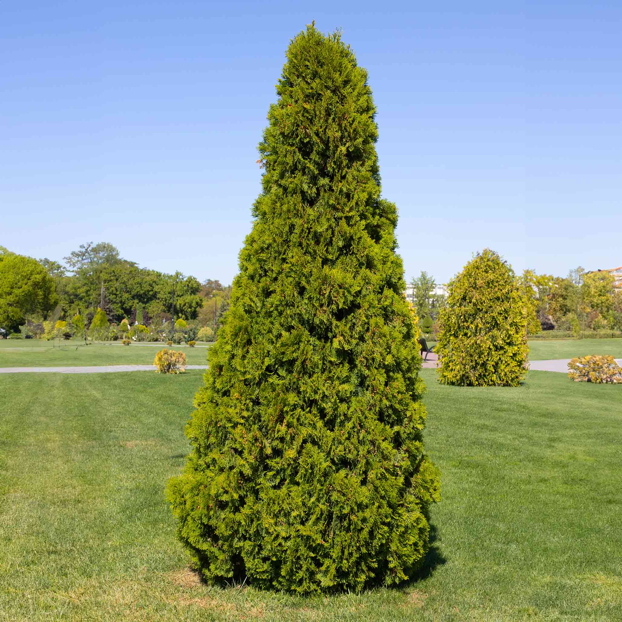 Thuja Virginian™ Arborvitae