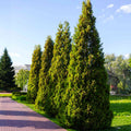 Thuja Virginian™ Arborvitae