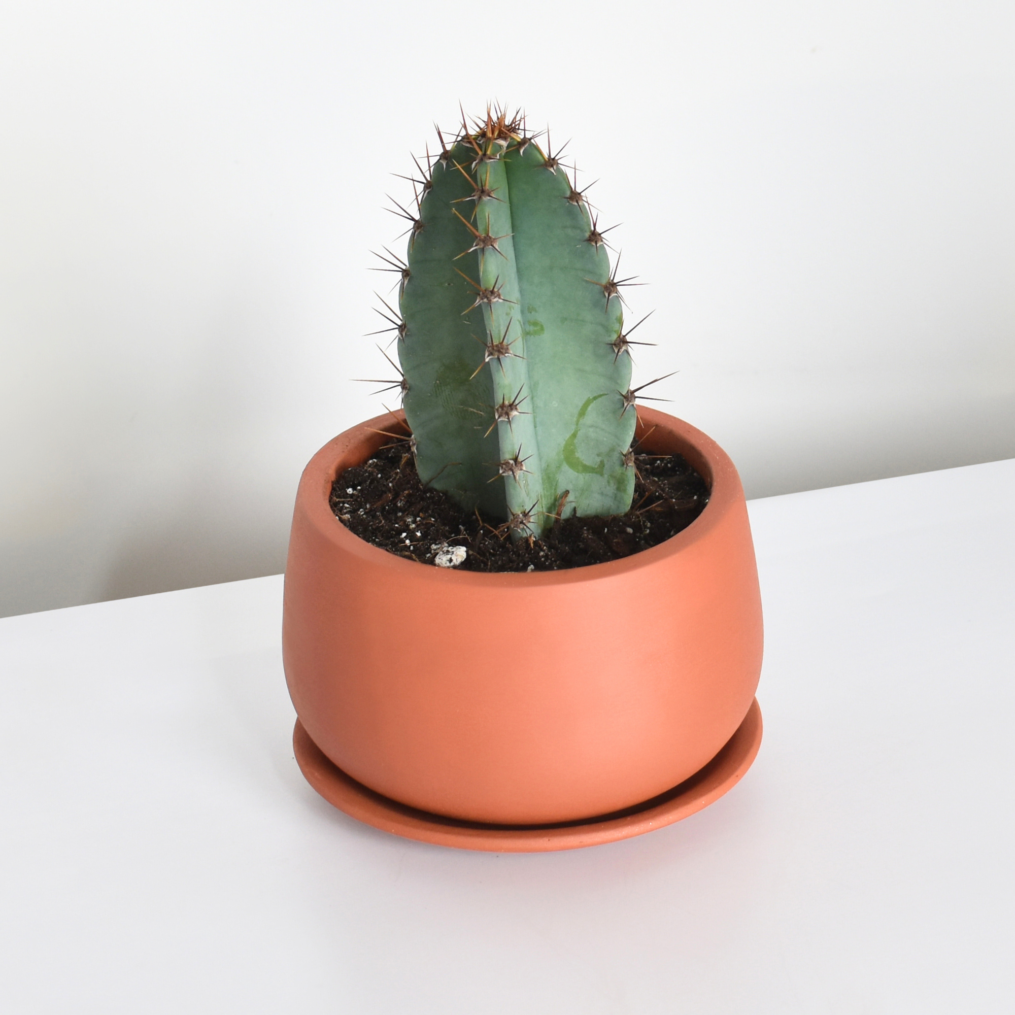 Night Blooming Peruvian Apple Cactus (Cereus repandus)