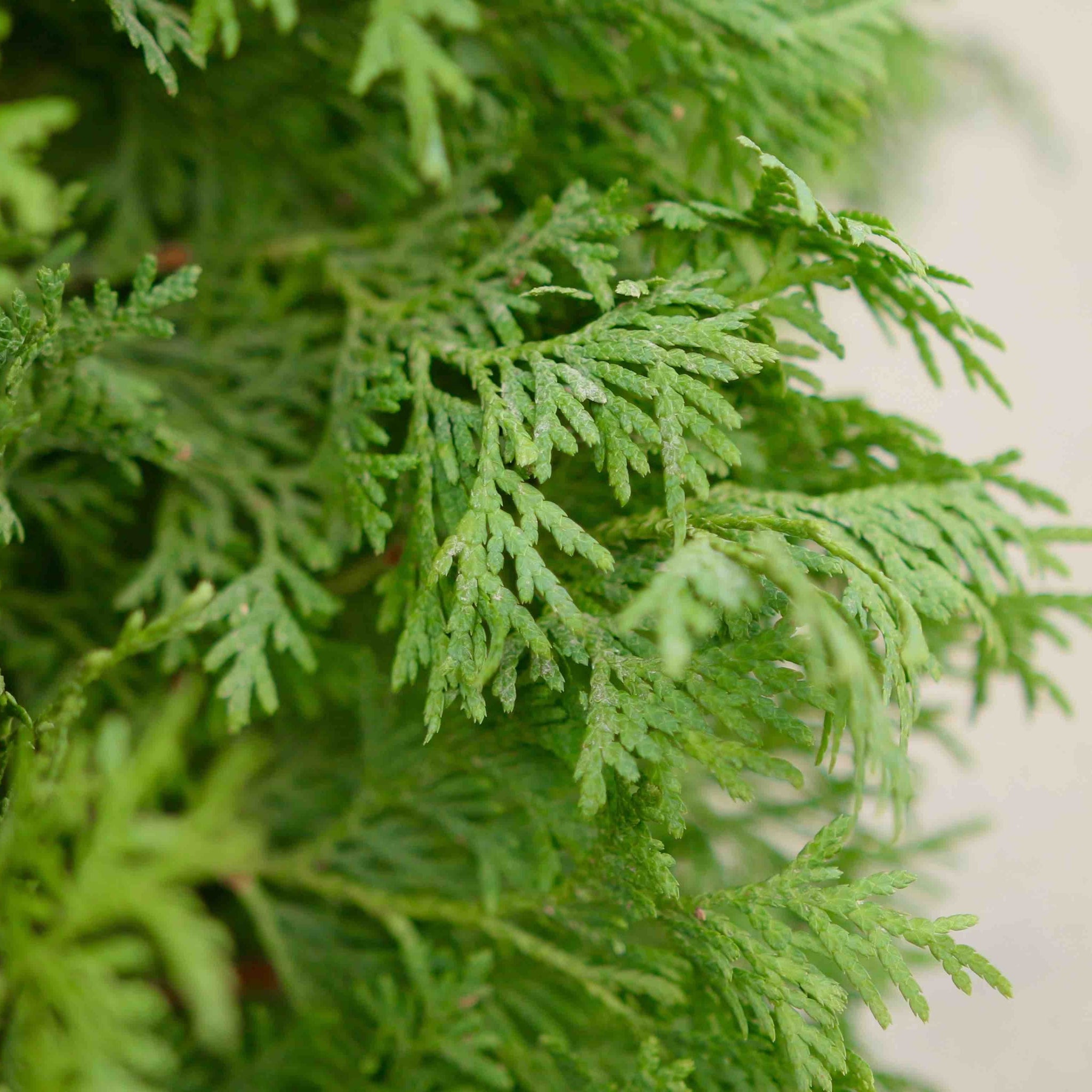 North Pole® Arborvitae