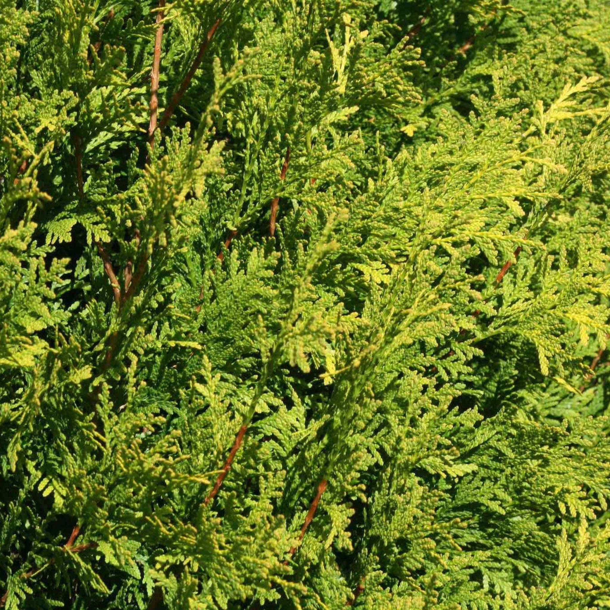 Polar Gold® Arborvitae