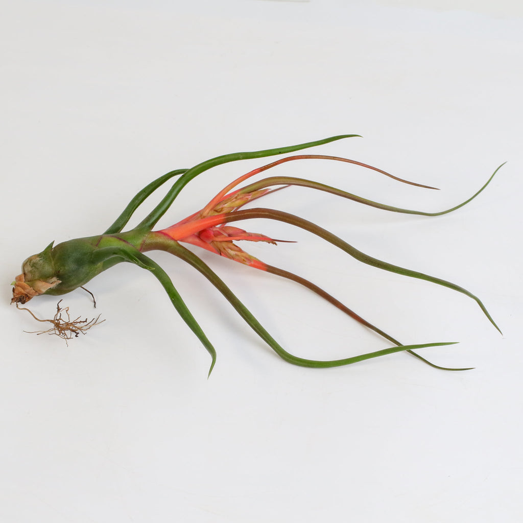 Tillandsia Bulbosa Air Plant — Belize & Guatemala