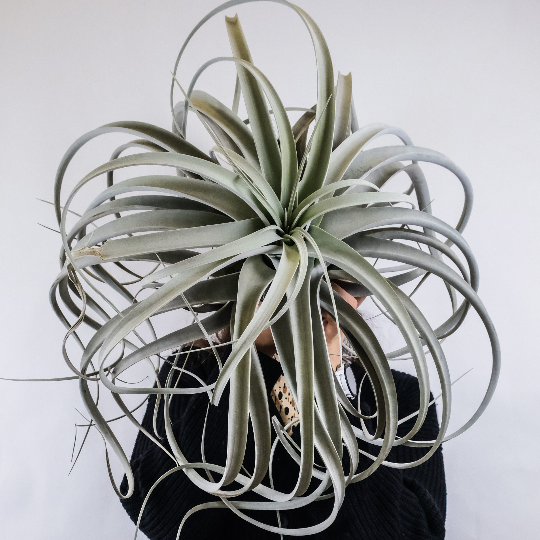 Tillandsia Xerographica Air Plant — Queen of Air Plants