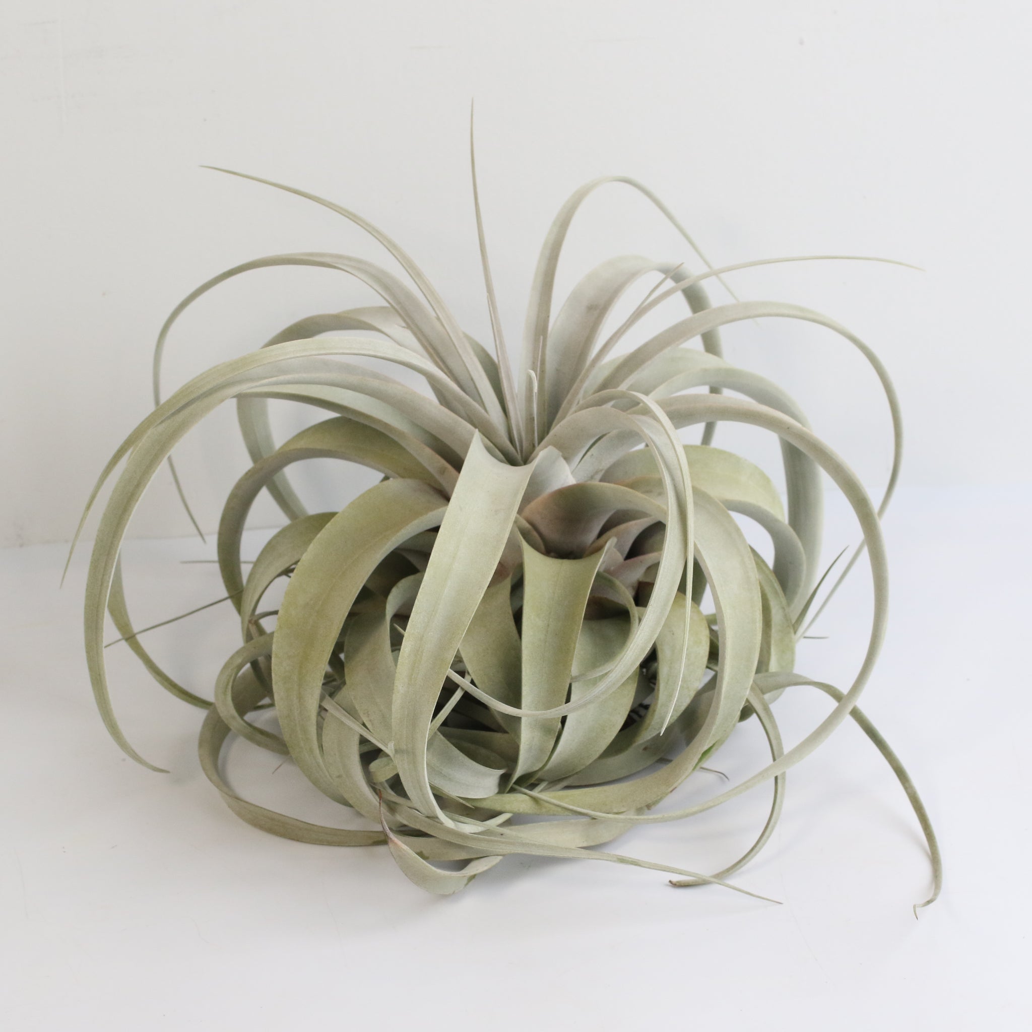 Tillandsia Xerographica Air Plant — Queen of Air Plants