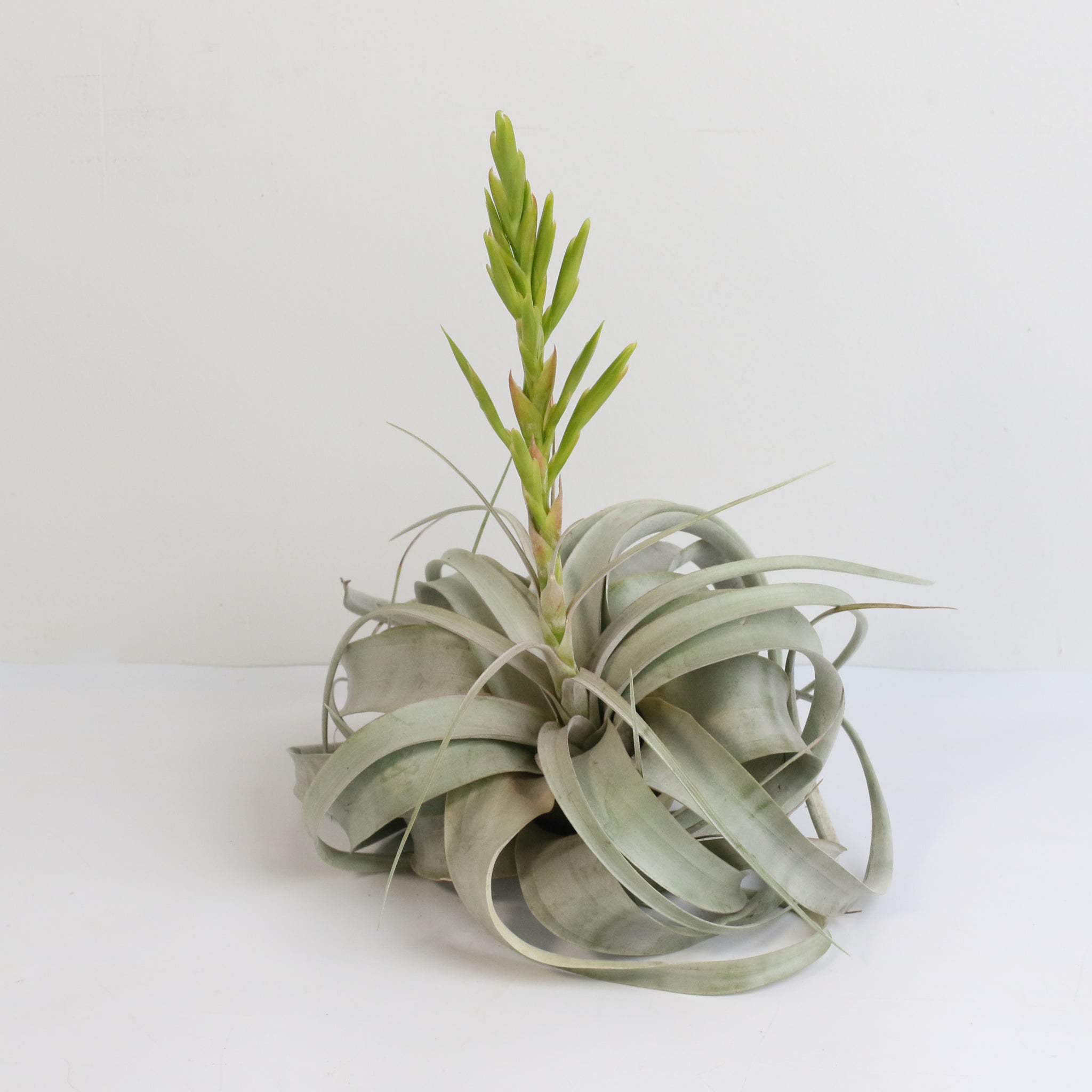 Tillandsia Xerographica Air Plant — Queen of Air Plants
