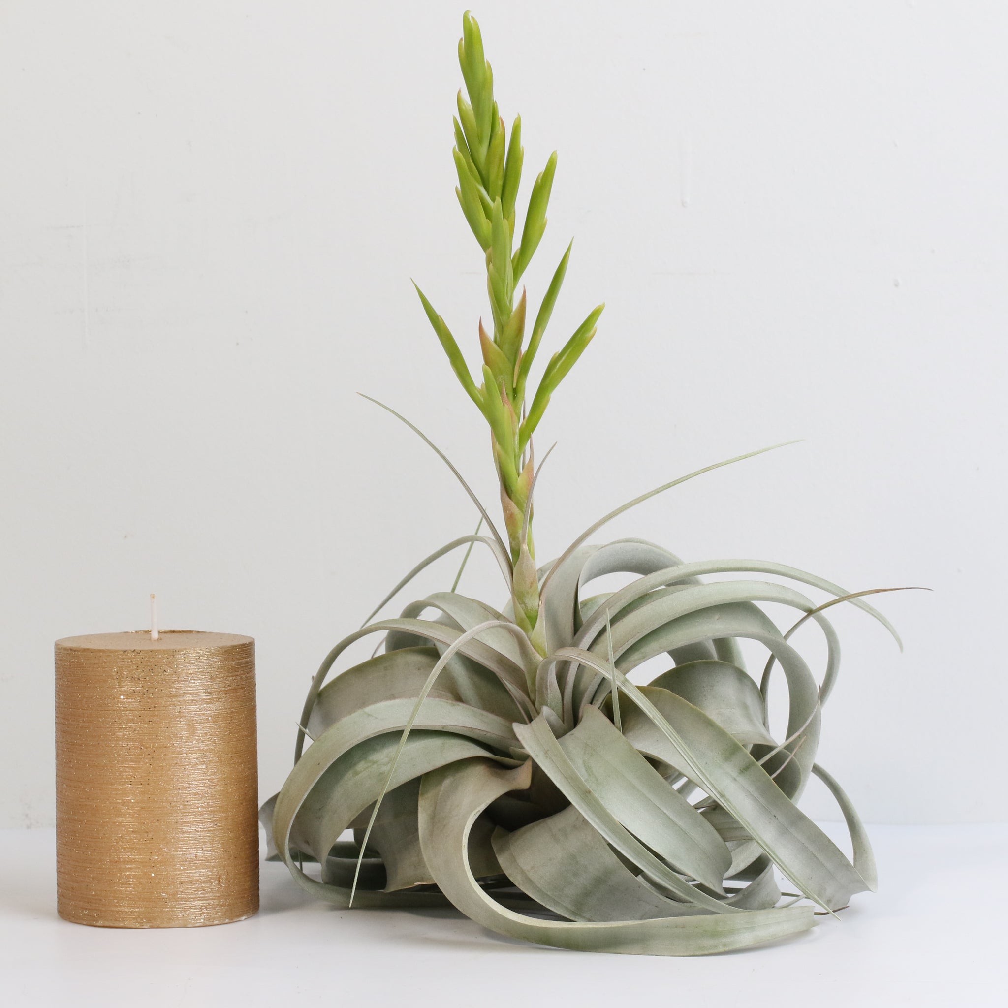 Tillandsia Xerographica Air Plant — Queen of Air Plants
