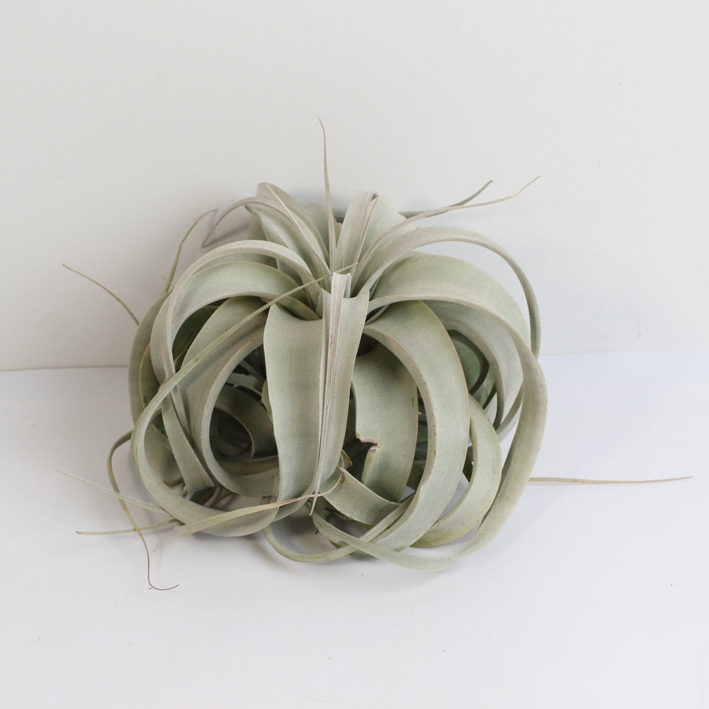 Tillandsia Xerographica Air Plant — Queen of Air Plants