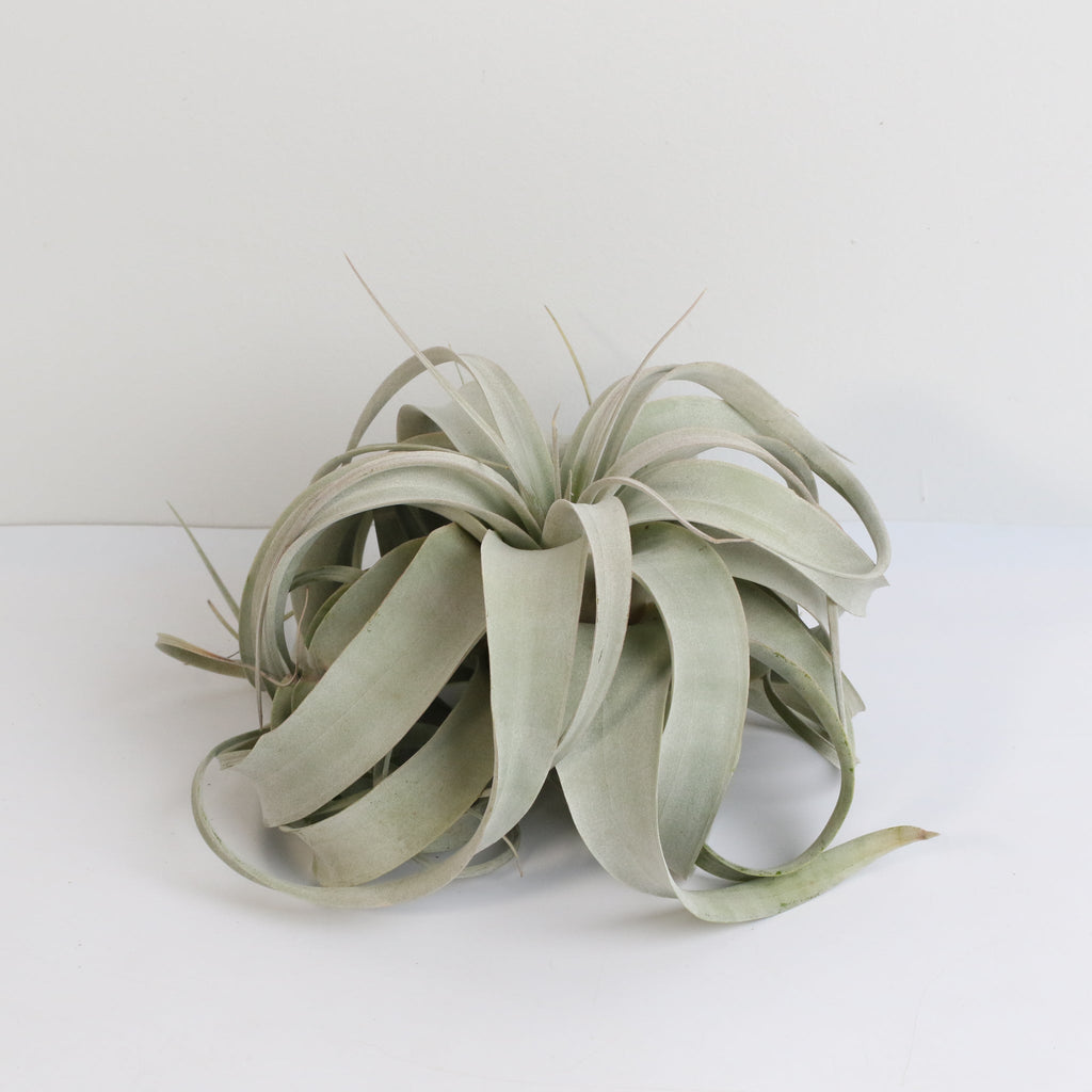 Tillandsia Xerographica Air Plant — Queen of Air Plants