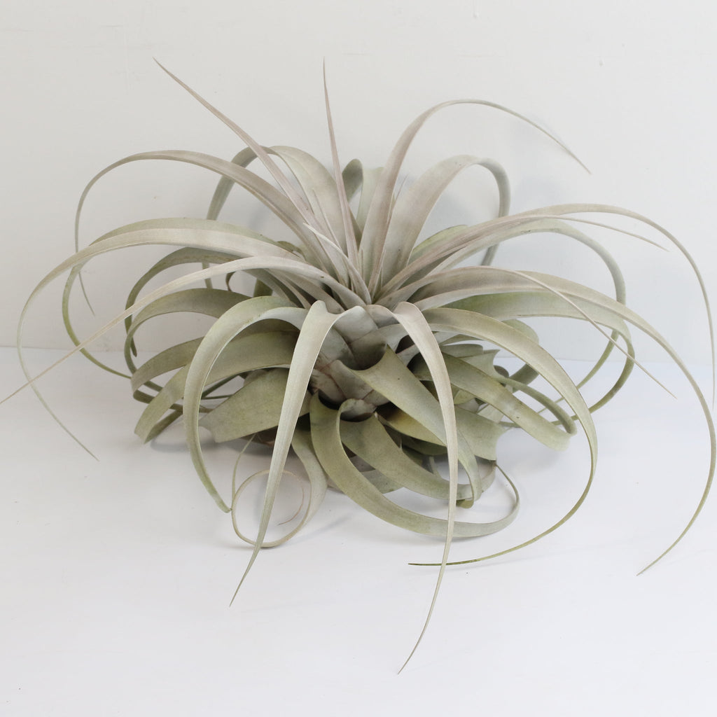 Tillandsia Xerographica Air Plant — Queen of Air Plants