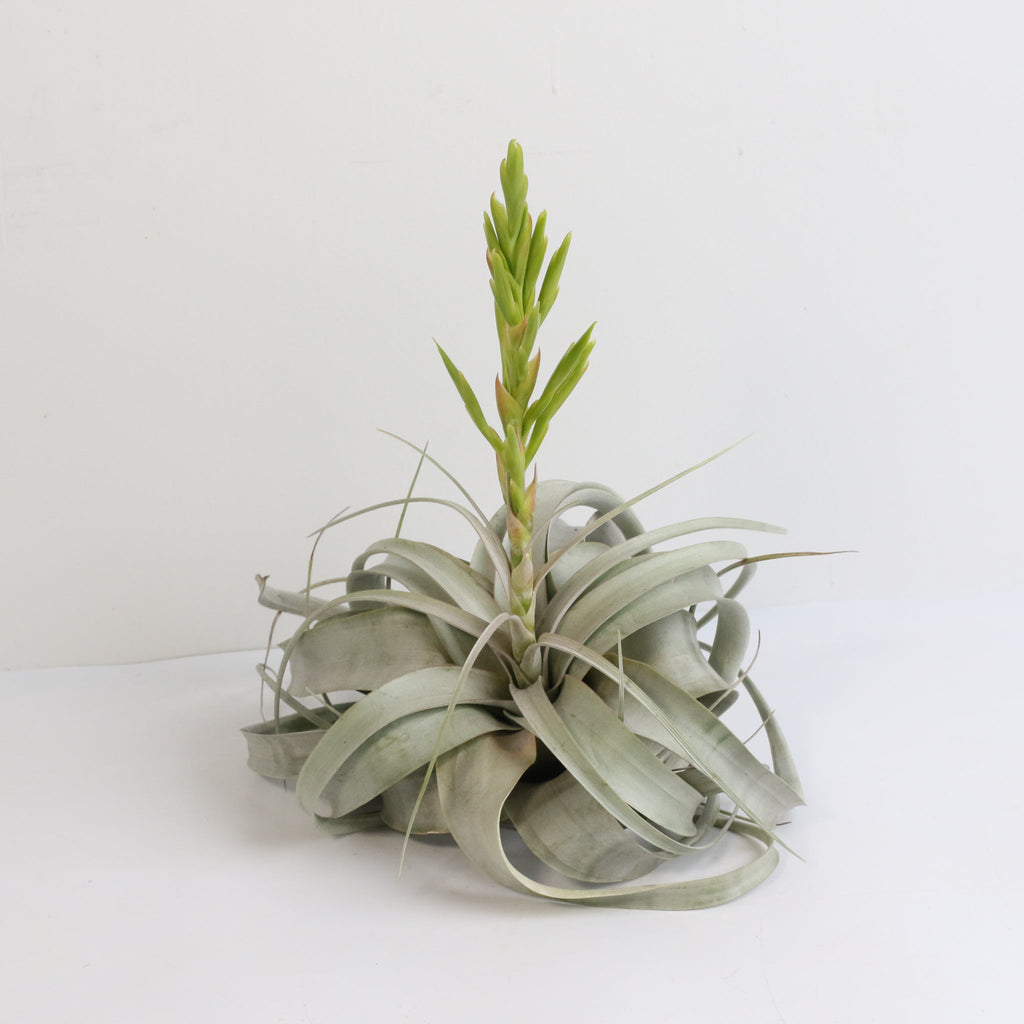 Tillandsia Xerographica Air Plant — Queen of Air Plants