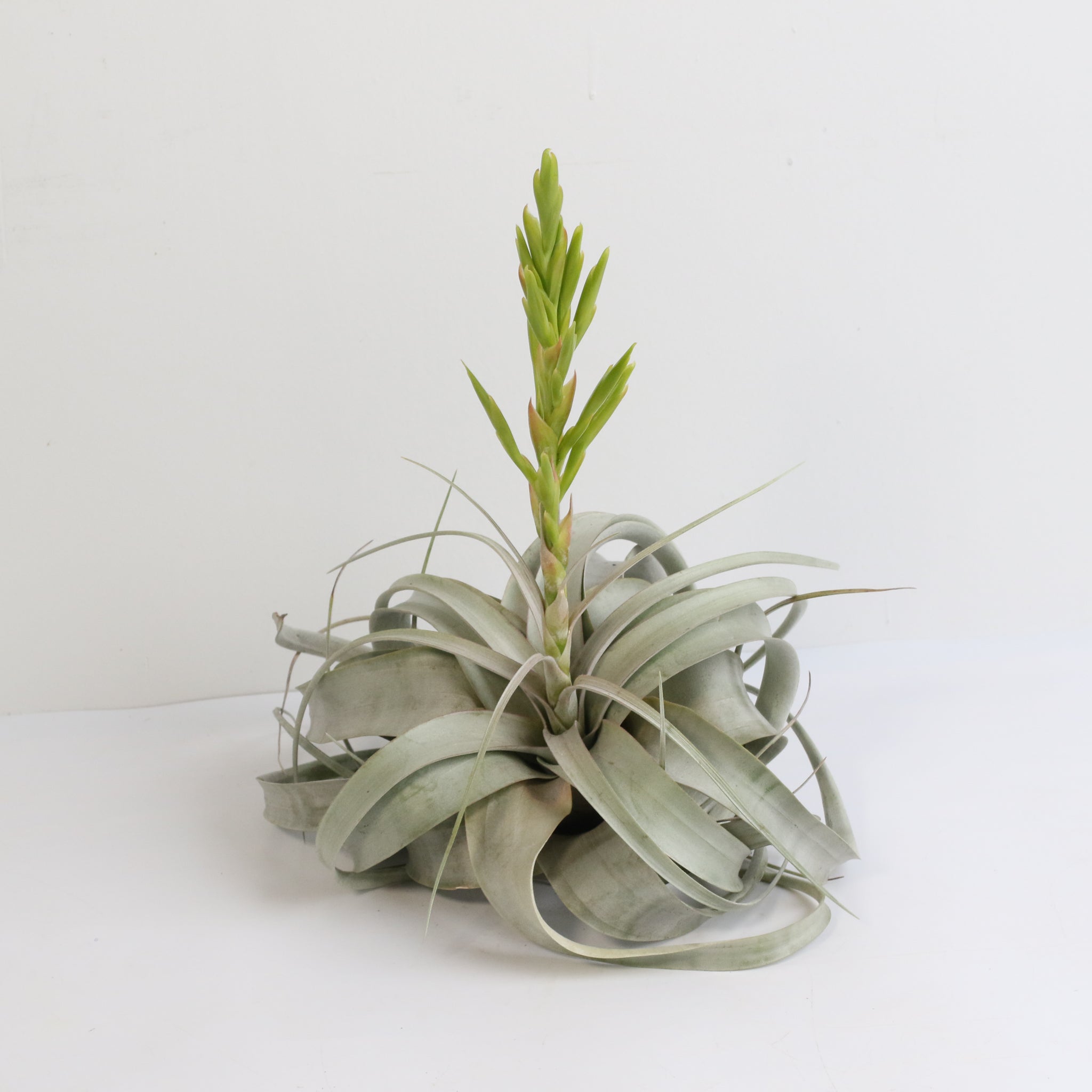 Tillandsia Xerographica Air Plant — Queen of Air Plants