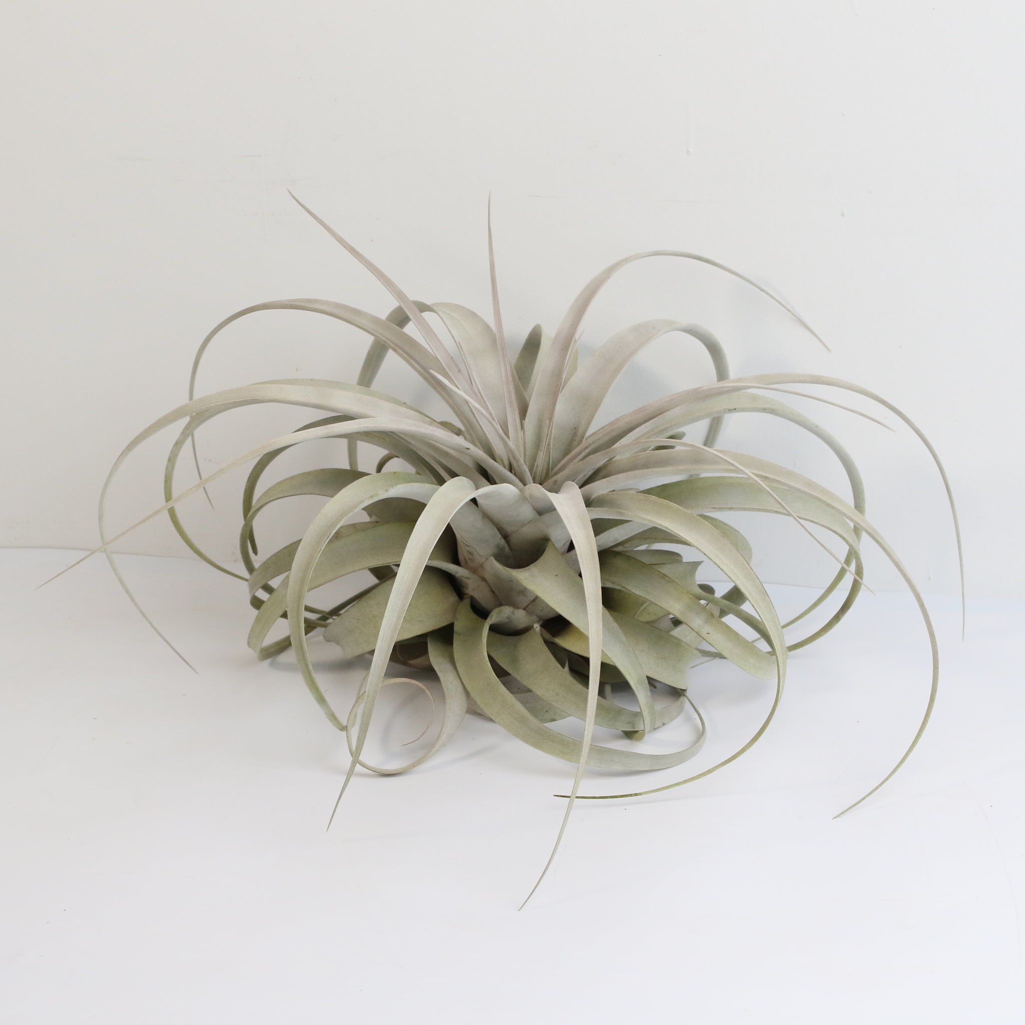 Tillandsia Xerographica Air Plant — Queen of Air Plants