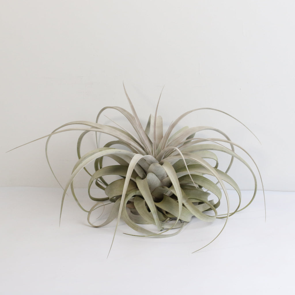 Tillandsia Xerographica Air Plant — Queen of Air Plants