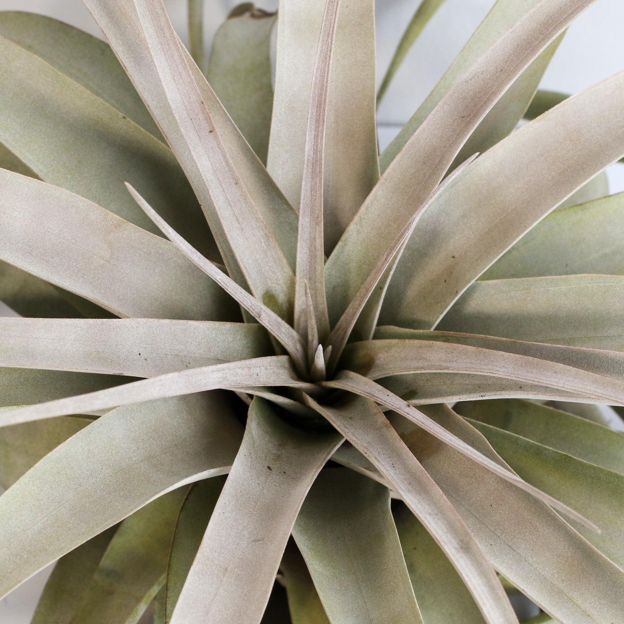 Tillandsia Xerographica Air Plant — Queen of Air Plants