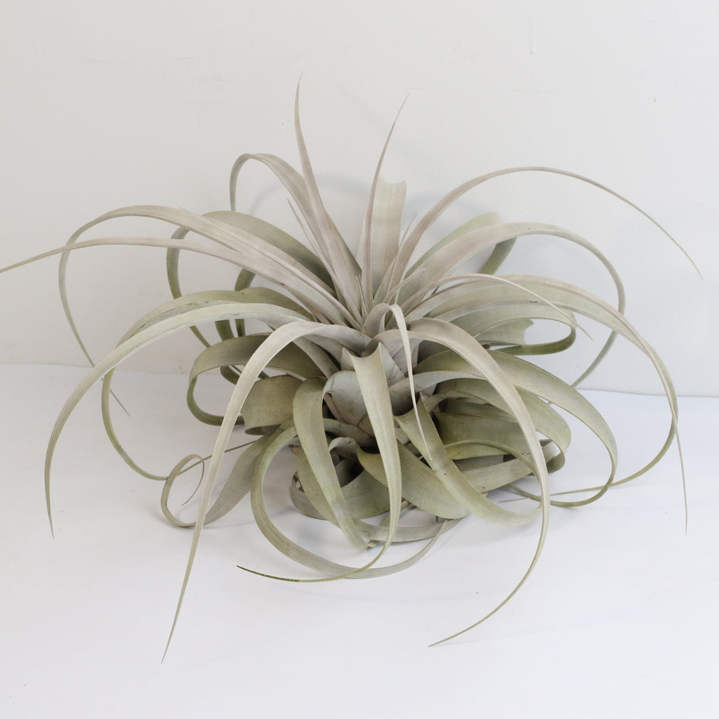 Tillandsia Xerographica Air Plant — Queen of Air Plants