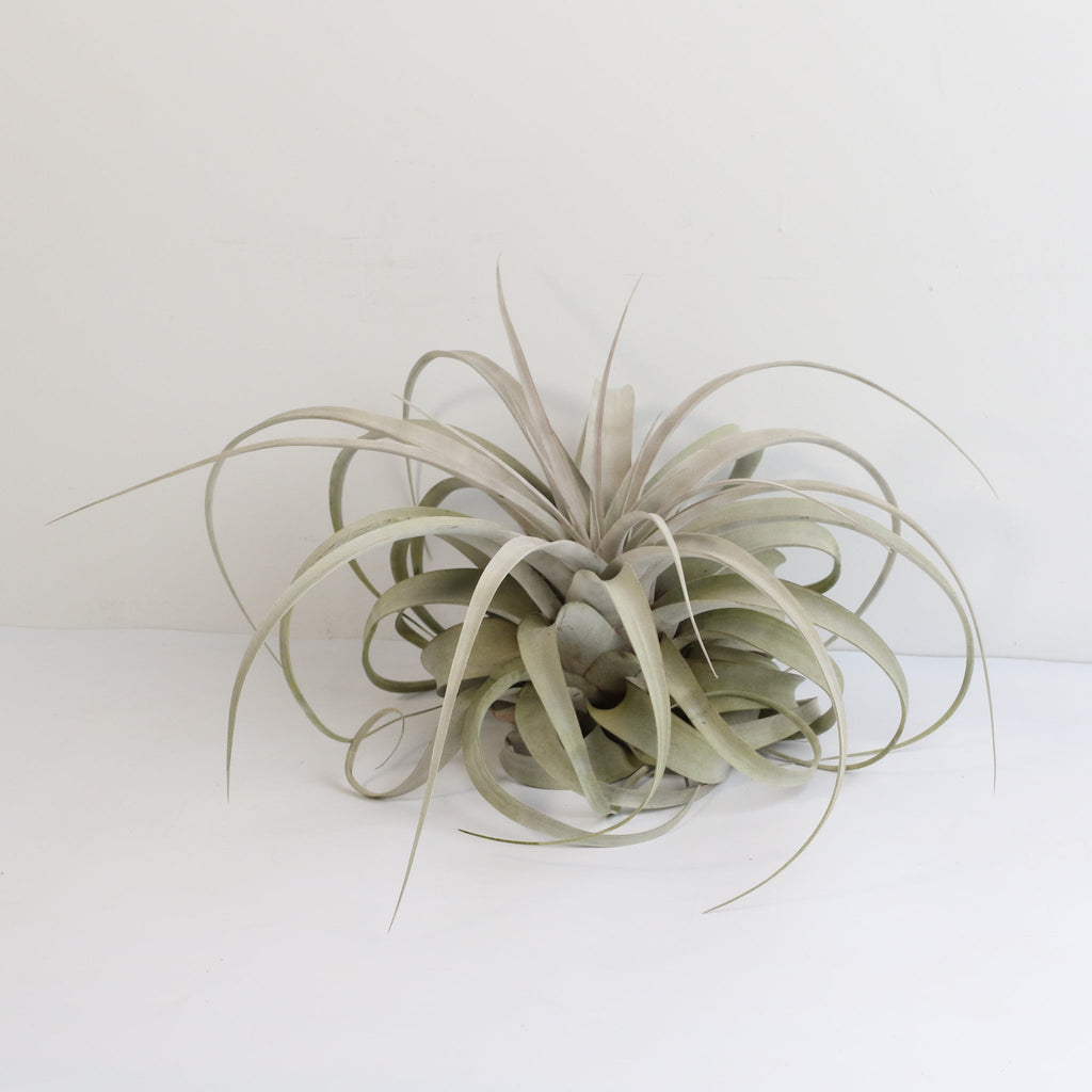 Tillandsia Xerographica Air Plant — Queen of Air Plants