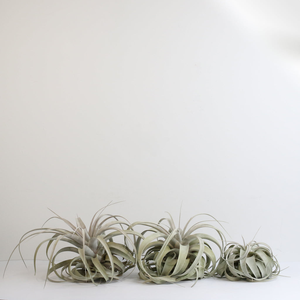 Tillandsia Xerographica Air Plant — Queen of Air Plants