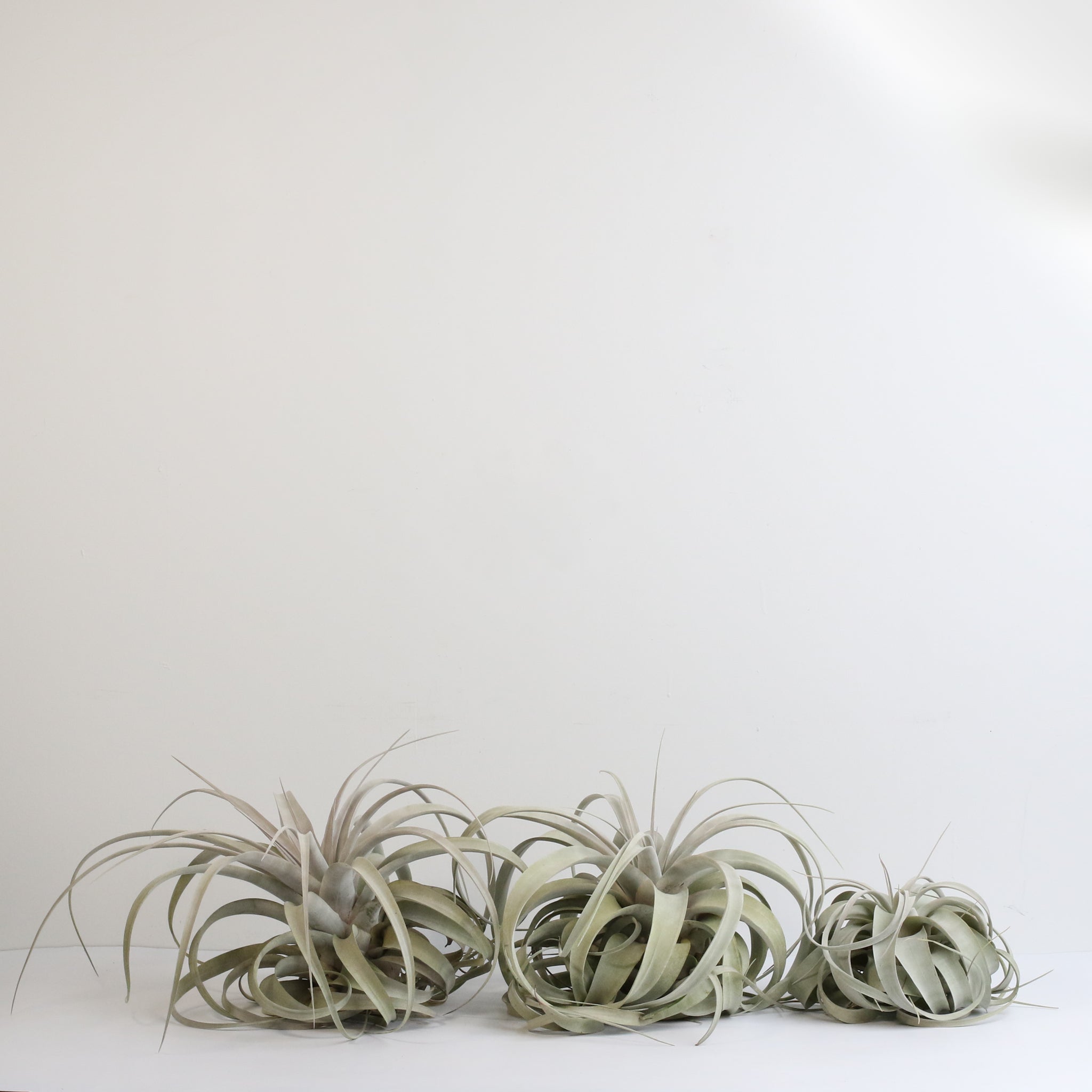 Tillandsia Xerographica Air Plant — Queen of Air Plants