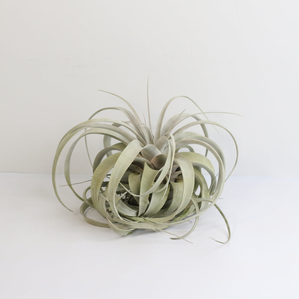 Tillandsia Xerographica Air Plant — Queen of Air Plants