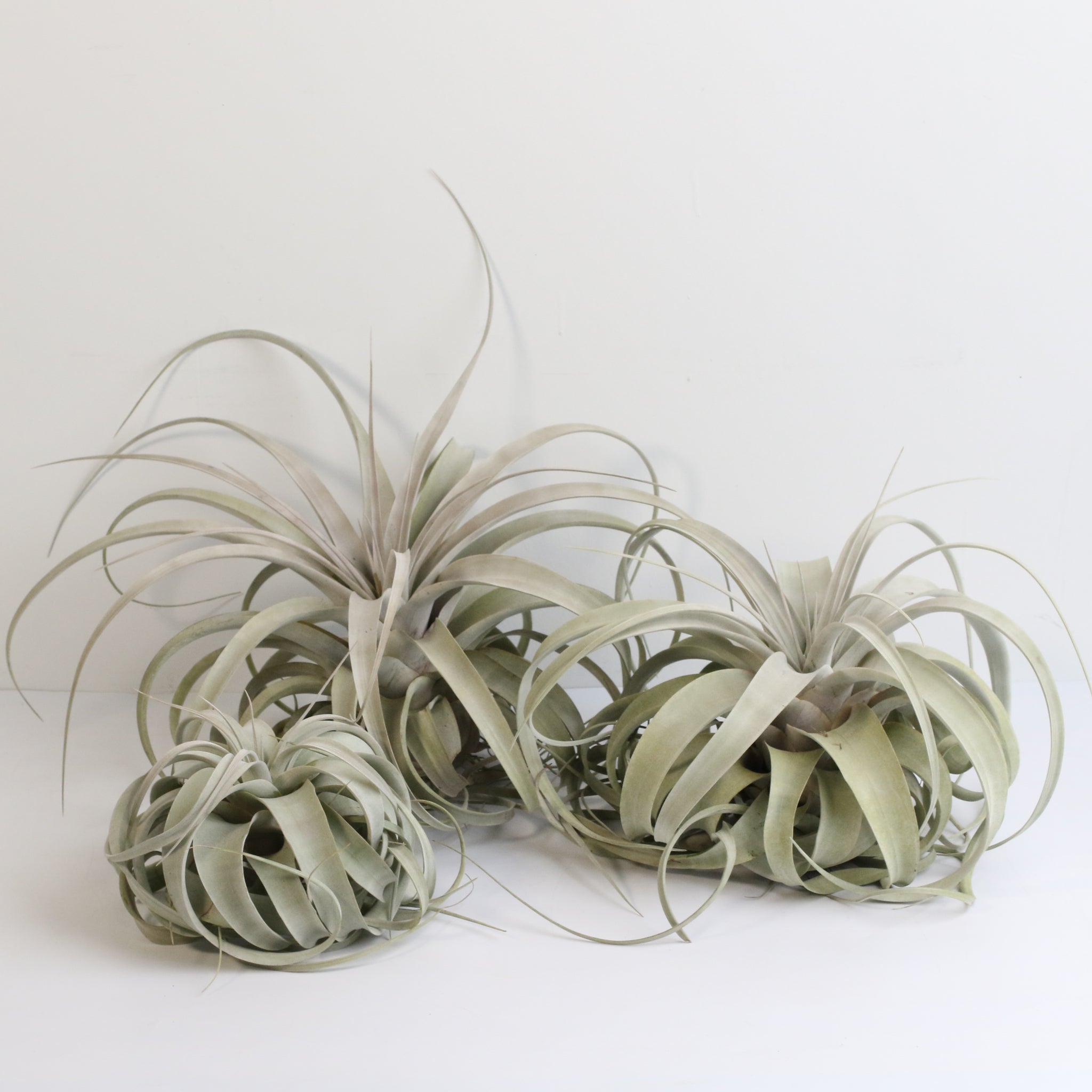 Tillandsia Xerographica Air Plant — Queen of Air Plants
