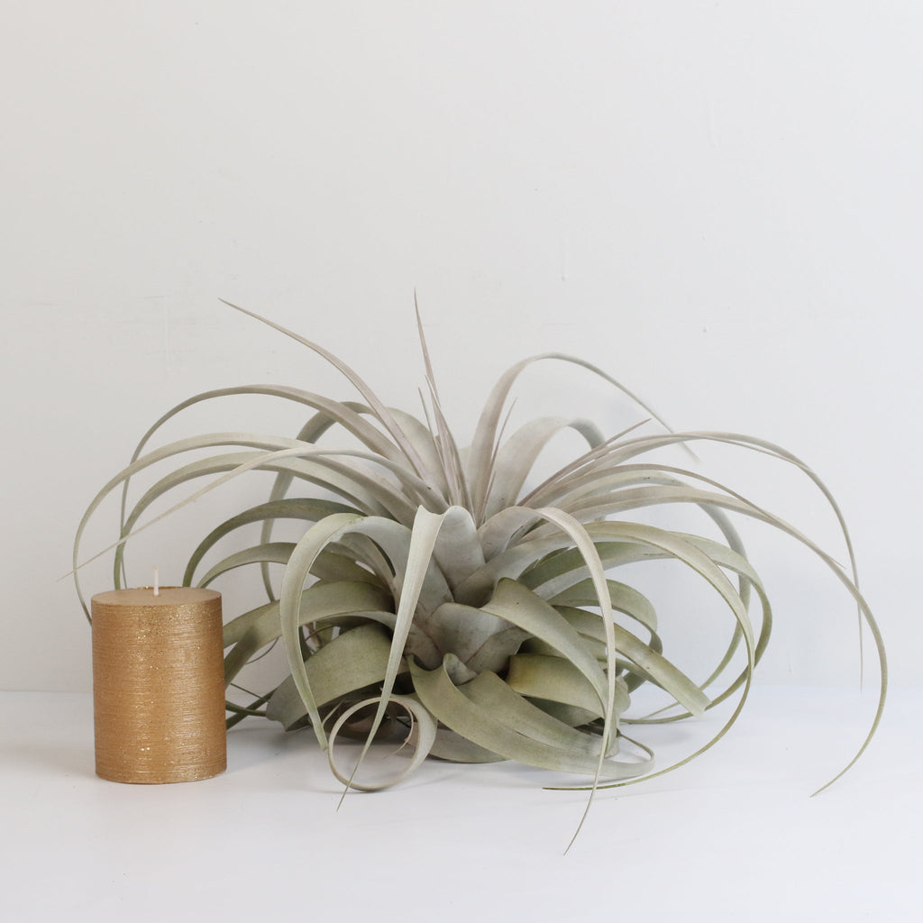 Tillandsia Xerographica Air Plant — Queen of Air Plants
